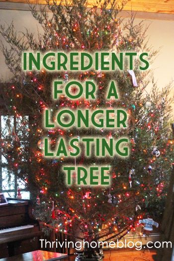 Add these household ingredients to your tree water to keep your Christmas tree healthy and alive longer. Christmas Tree Preservative, Christmas Tree Care, Christmas Tree Water, Live Christmas Trees, Real Christmas Tree, Fresh Christmas Trees, Garden Christmas, Simple Christmas Tree, Theme Halloween