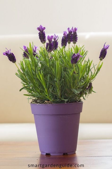 Lavender Plant Indoors, Growing Lavender Indoors, Indoor Lavender Plant, Lavender Plant Care, Potted Lavender, Lavender Varieties, Growing Lavender, Vegetable Garden Diy, Smart Garden