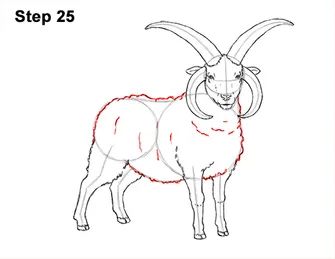 How to Draw Jacob Sheep 25 Sheep Drawing, Jacob Sheep, Drawing Instructions, Sheep Paintings, Learn How To Draw, Step By Step Drawing, Learn To Draw, Needle Felting, Farm Animals