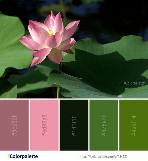 Color Palette ideas from 172 Lotus Images | iColorpalette Lotus Color Palette, Lotus Image, Colours That Go Together, Color Palette Ideas, Sacred Lotus, Aquatic Plant, Colour Wheel, Palette Design, Summer Colours