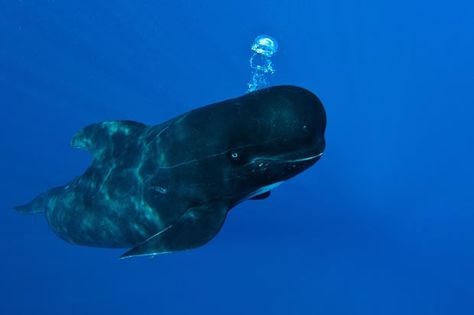 Photographer has close encounter with pilot whales in the Strait of Gibraltar. Pilot Whale, Sea Mammal, Save The Whales, Water Animals, A Whale, Aquatic Animals, Marine Mammals, Whale Shark, Sea Lion