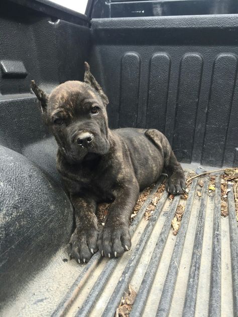 Apollo- 3 month old Cane Corso Beautiful Cane Corso, Pitbull Mixed With Cane Corso, King Corso Dog, Chien Cane Corso, Pet Anime, Cane Corsos, Presa Canario, Cane Corso Puppies, Big Dog Breeds