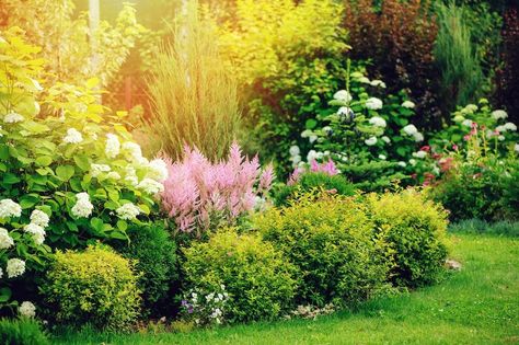 6 Easy Ideas for Landscaping Property Lines | Kellogg Garden Organics™ Companion Planting Guide, Hydrangea Petiolaris, Small Shrubs, Foundation Planting, Hardy Plants, Flowering Shrubs, Companion Planting, Small Gardens, Beautiful Blooms