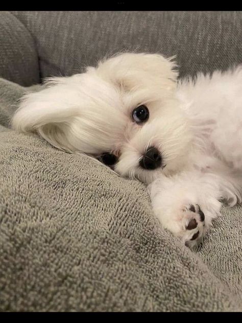 Cane Maltese, White Fluffy Puppies, Havanese Puppies, Cute Puppy Pictures, Cute Dog Pictures, Cute Little Puppies, Maltese Puppy