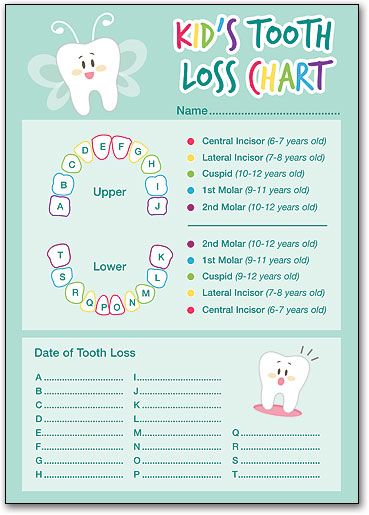 Kid's Tooth Loss Chart | SmartPractice Dental Tooth Map, Tooth Loss Chart, Kids Teeth Chart, Baby Tooth Chart, Teeth Chart, Toothfairy Pillow, Teething Chart, Tooth Fairy Receipt, Tooth Fairy Kit