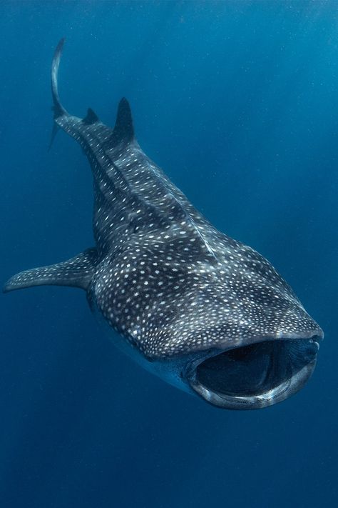 Whale Sharks Cute, Underwater Creatures Photography, Whale Shark Photo, Sea Fish Photography, Whale Shark Photography, Whales Photography, Sea Life Photography, Shark Aesthetics, Whale Photography