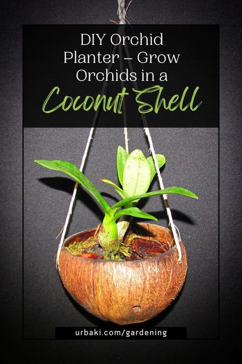 Give your orchids a natural and unique home with this creative coconut shell planter! This quick and easy DIY project is perfect for orchid lovers who want a sustainable and stylish way to display their plants. With proper drainage and a tropical aesthetic, your orchids will thrive in this eco-friendly setup. Follow this guide and create a stunning orchid display that blends beauty with nature! Customize your planter with decorative touches like macramé hangers or carved designs. Coconut Shell Planter, Orchid Display, Diy Orchids, Grow Orchids, Orchid Planters, Shell Planter, Tropical Aesthetic, Garden Decor Diy, Macrame Hanger