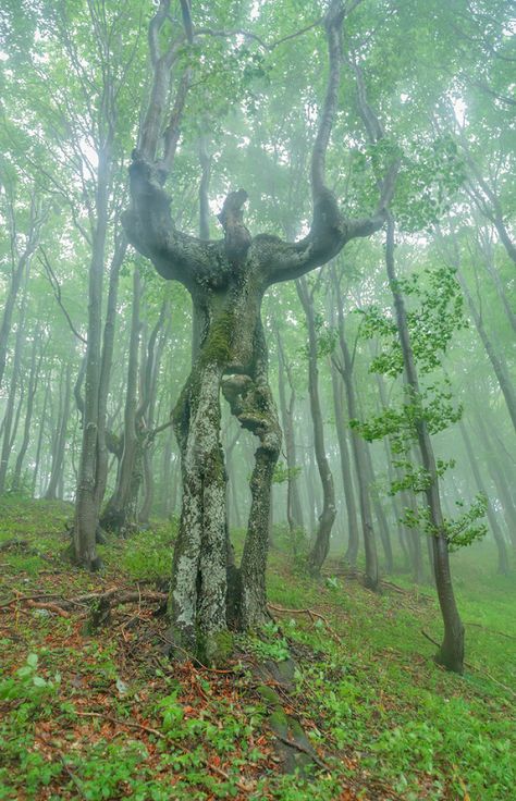 This Tree Looks Like An Ent Arborsculpture Trees, Boom Kunst, Scandinavian Folklore, Weird Trees, Tree People, Twisted Tree, Tree Faces, Tree Spirit, Image Nature