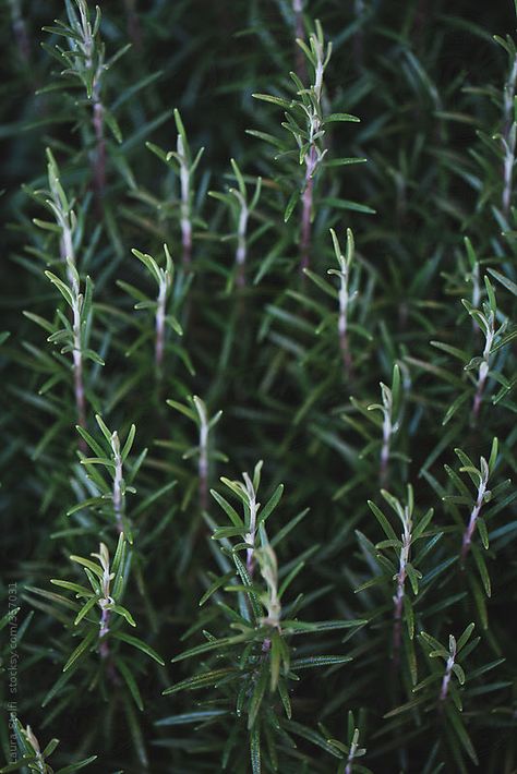 Extreme close-up di rami di rosmarino da laurastolfi | Stocksy Stati Rosemary Plant Aesthetic, Rosemary Aesthetic Flower, Rosemary Photography, Rosemary Aesthetic, Tattoo Plant, Rosemary Plant, Candle Brand, Pattern Photography, Lavender Aesthetic