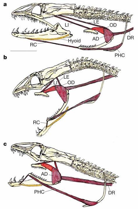 Moray Eel Jaws diagram Moray Eel, Animal Skeletons, Animal Anatomy, Animal Study, Rocket Science, Alien Art, Monster Design, Anatomy Reference, Arte Animal