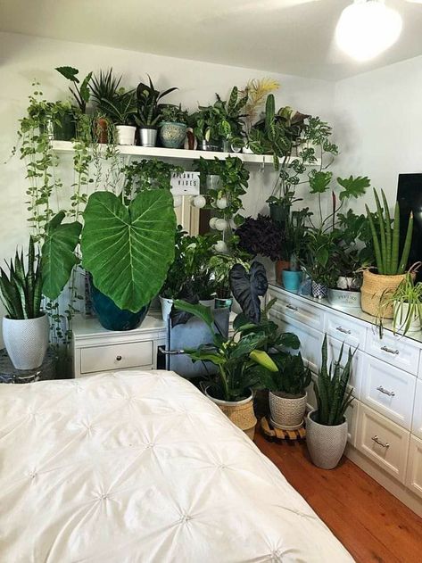 Low To Medium Light Plants, Bedroom Full Of Plants, Indoor Plants For Beginners, Plant Rooms, Lady Palm, Low Light Indoor Plants, Diy Home Decor Crafts, Shelves Diy, Home Decor Crafts