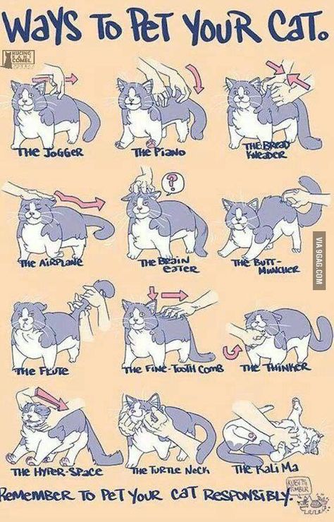 How to pet your cat Katt Grejer, Cat Language, Akita Dog, Abyssinian, Cat Behavior, Cat Facts, Here Kitty Kitty, Cat Care, Cats Meow