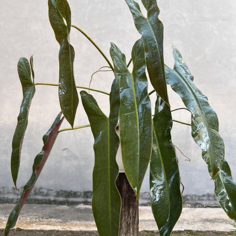 How to care for philodendron atabapoense - Plantication Philodendron Heterocraspedon, Philodendron Pastazanum, Philodendron Bipinnatifidum, Philodendron Sodiroi, Philodendron Atabapoense, Philodendron Billietiae, Rooting Hormone, Philodendron Plant, Soil Layers