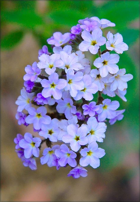 Heliotrope Flower, Sensory Gardens, Tiger Butterfly, Rapunzel Wedding, School Gardens, Small Purple Flowers, The Metamorphosis, Garden Magazine, Ground Covers