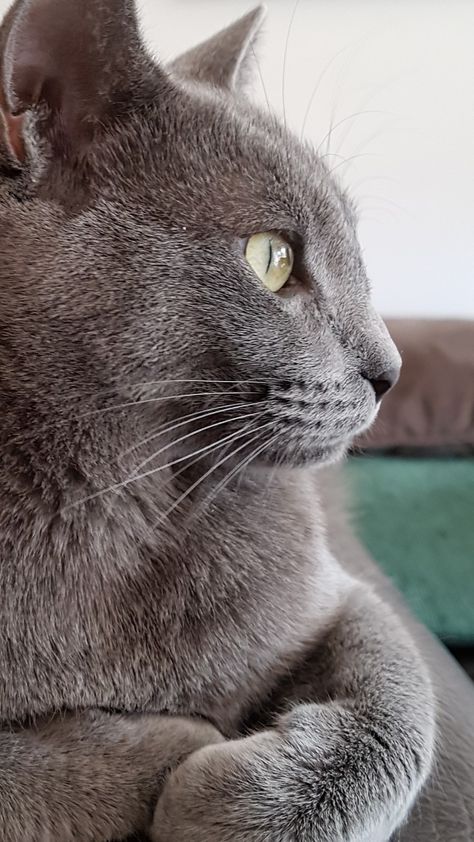 Russian Blue Cat Aesthetic, Blue Russian Cat, Grey Cat Breeds, Russian Blue Kitten, Russian Cat, Cats Design, Korat, Grey Kitten, Russian Blue Cat