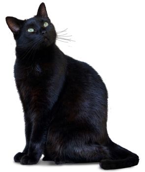 Cats Tumblr, What Cat, Cat Stands, Cat Pose, Cat Artwork, Cute Black Cats, Cat Photography, Cat Sitting, Cat Grooming