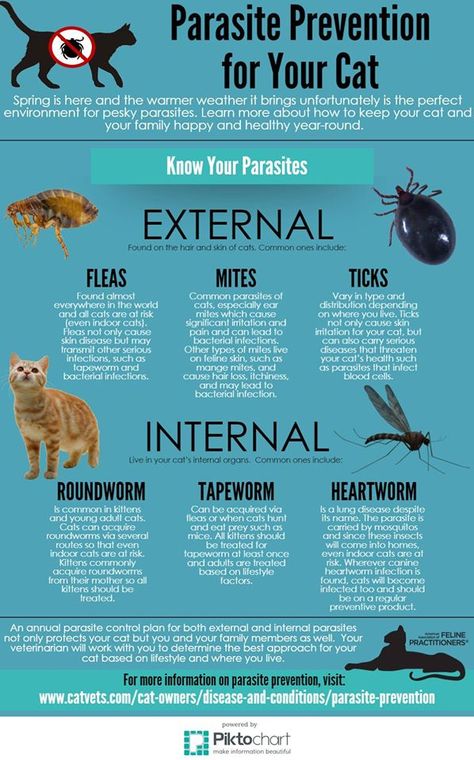 Know your cat parasites! Cat Health Problems, Cat Health Care, World Cat, Newborn Kittens, Cat Info, Healthy Cat, Cat Care Tips, Kitten Care, Types Of Animals