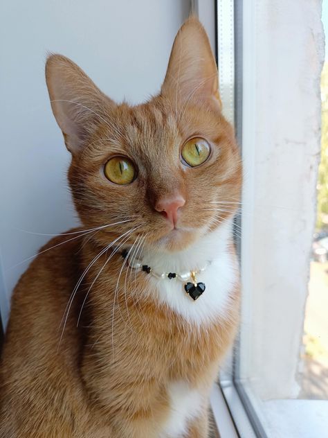 Gold cat collar,Real pearl cat necklace,Black beaded small dog collar,Luxury cute cat collar,Gold cat necklace,Cat jewelry by GingerShopUA on Etsy Unique Cat Collar, Gold Cat Collar, Cat Pearl Collar, Fancy Cat Collar, Diamond Cat Collar, Crystal Cat Collar, Cat Necklace Gold, Necklace Cat, Small Dog Collar