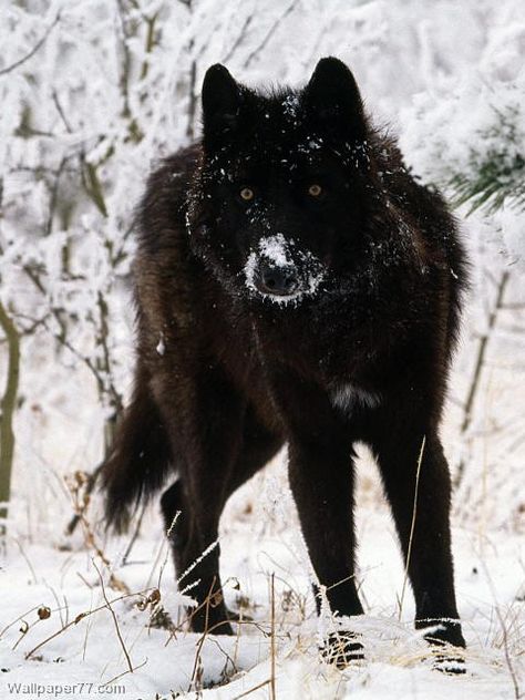 Black Tamaskan.....Husky, German Shepherd, Alaskan Malamute mix. It looks just like a wolf! I want!!!! <3 Melanistic Wolf, Sieglinde Sullivan, Tamaskan Dog, Melanistic Animals, Black Wolves, Alpha Werewolf, Gray Wolf, Dog Sketch, Wolf Wallpaper