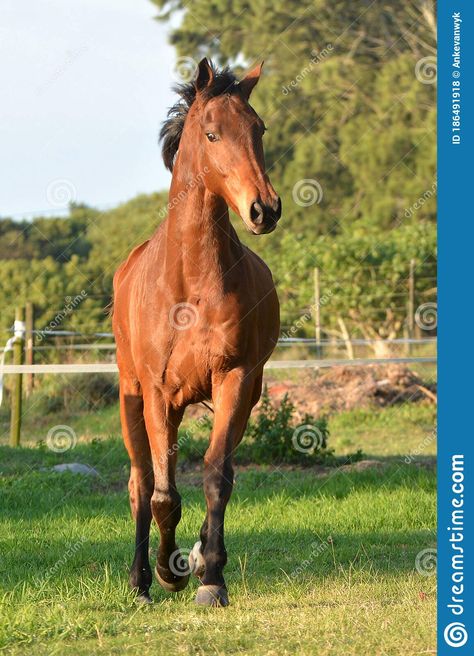 Horse Frontal View, Bay Thoroughbred, All About Horses, Sport Horse, Horse Equestrian, Facial Expression, Horse Pictures, Beautiful Lakes, Thoroughbred