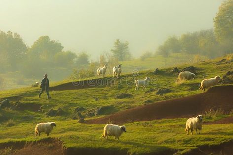 Sheep Landscape Photography, Shepherd With Sheep, Sheep Landscape, Frame Border Design, Rural Scenes, Green Pasture, Frame Border, Farm Scene, Green Landscape