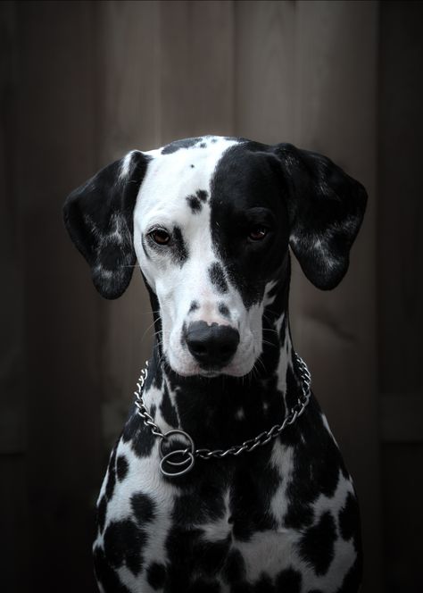 Dalmation Aesthetic, Dalmatian Aesthetic, Black Dalmatian, Pictures Of Pets, Funny Animal Pics, Adorable Drawings, Breaking Stereotypes, Stray Kitten, We Rate Dogs