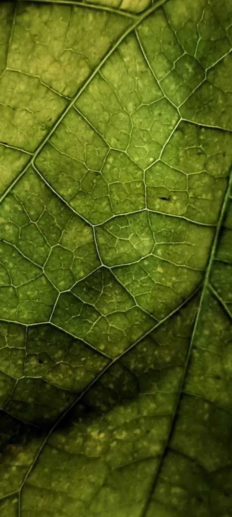 Leaf Macro Photography, Leaf Veins Art, Natural Structures Photography, Natural Form Mood Board, Entwined Art, Leaf Outfit, Connections Art, Texture Studies, Natural Forms Gcse