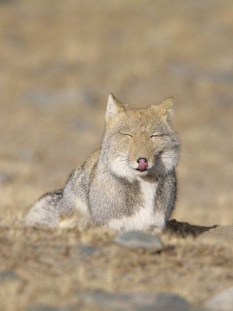 Tibetan Fox, Fox Pictures, Wild Dogs, Red Fox, Animals Of The World, Tibet, Mammals, My Pictures, Cute Animals