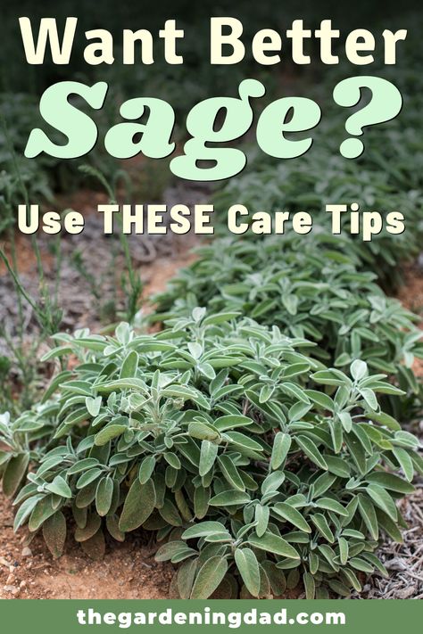 Growing Sage Indoors, Grow Sage, Rustic Garden Design, Growing Sage, Growing A Garden, Garden Sage, Gardening Herbs, Colonial Garden, Front Lawn Landscaping