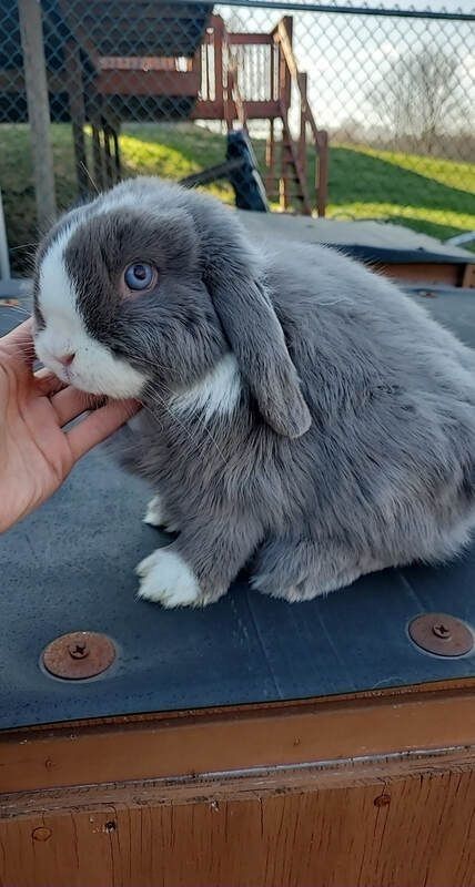 Holland Lop Bunnies Colors, Mini Lop Bunnies, Diy Rabbit Hutch, Mini Lop Rabbit, Lop Bunnies, Holland Lop Bunnies, Outdoor Rabbit Hutch, Rare Rabbit, Dream Pet