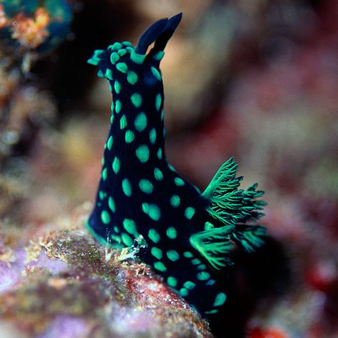 10 Beautiful and Amazing Sea Slugs – C.Thalassophile Colorful Sea Slugs, Pretty Sea Slugs, Sea Slugs Nudibranch, Bunny Sea Slug, Sea Bunnies, Sea Bunny, Fauna Marina, Sea Slugs, Sea Slug