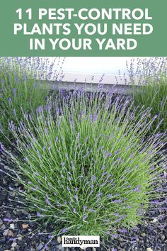 Backyard Plants Landscaping, Plants For Outside Landscapes, Best Backyard Plants, Best Plants For Front Of House, Easy Pool Landscaping Ideas, Best Landscaping Plants, Plants For Front Of House, Outdoor Plants Landscaping, Landscape Plant Ideas