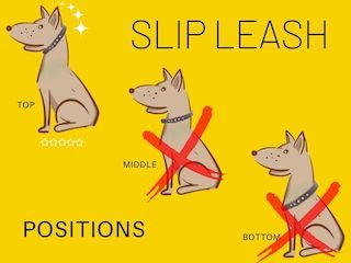 Slip Leash, Ibizan Hound, Group Of Dogs, Leash Training, Martingale Dog Collar, Irish Wolfhound, Dog Leads, Pet Training, Puppy Pictures