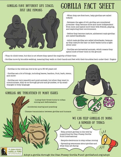 Want to brush up on your gorilla knowledge? Check out our fact sheet on our Learning Materials page! | Ivan the gorilla, Gorilla doctors, Dian fossey Ivan The Gorilla, Zoo Education, Eastern Gorilla, Gorilla Craft, Zoo Preschool, One And Only Ivan, Dian Fossey, Zoo Activities, Gorilla Gorilla