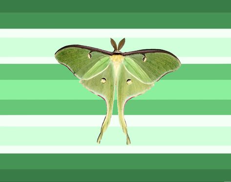 Moth Gender, Lunar Moth, Gender Flags, Lgbt Flag, Gender Identity, Moth, Flag