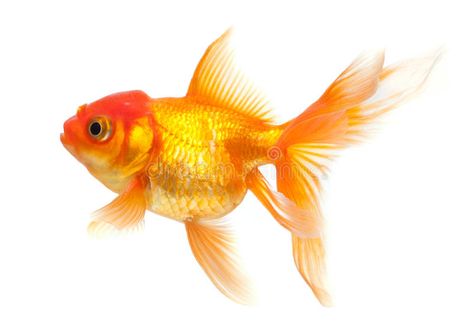 Goldfish. Isolated on white background , #sponsored, #Isolated, #Goldfish, #background, #white #ad Goldfish Reference, Goldfish Photography, Goldfish Poster, Fish Photography, Goldfish Art, Boho Garden, Exotic Fish, Animal Nature, Gold Fish