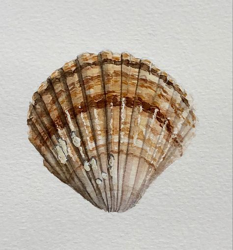 Natural Forms Sea Life, Natural Form Painting, Shells Painting Acrylic, Natural Forms Painting, Gcse Art Sea Life, Shell Watercolor Painting, Nature Gcse Art, Sealife Watercolour, Natural Forms Art Gcse