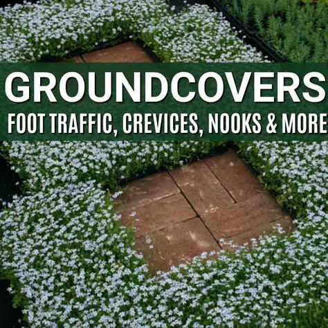 Perennial Ground Cover, Funny Gardening, Easy Landscaping, Ground Cover Plants, Landscape Plans, Gardening Shirts, Traditional Landscape, Landscaping Tips, Diy Landscaping