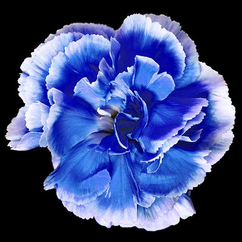 Dianthus Caryophyllus, Blue Carnations, January Birth Flowers, White Carnation, Blue Wedding Bouquet, Flower Guide, Carnation Flower, Bonsai Plants, Perennial Garden