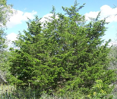 Michigan Trees, Juniperus Virginiana, Michigan Landscape, Kansas Photos, Eastern Red Cedar, Fruits Photos, Cedar Trees, Evergreen Trees, Evergreen Shrubs