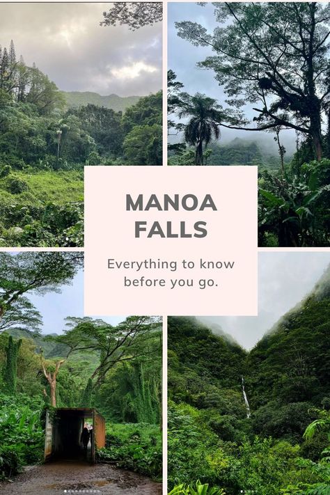 Manoa Falls is an easy hike in Oahu that's breathtaking. The best views, for the easiest hike. It's good for all levels, including small kids. And it's just 20 minutes from Waikiki. It's the best easy hike on the island. This rainforest hike ends at a 150 foot waterfall. Here are all our tips and tricks for this scenic hike....... #OahuIdeas #Honolulu Moana Falls Oahu, Oahu Living, Manoa Falls Oahu, Things To Do In Waikiki, Manoa Falls, Oahu Hikes, Things To Do In Oahu, Hawaii Hikes, Oahu Vacation