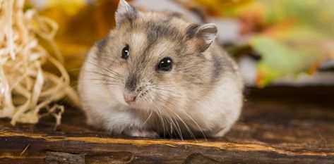 Seasonal animals such as the Siberian hamster can teach us a lot about appetite suppression. Siberian Hamster, Hamster Supplies, Cute Hamsters, Hamsters, Indie Artist, Animal Rescue, Pet Adoption, Mammals, Picture Video