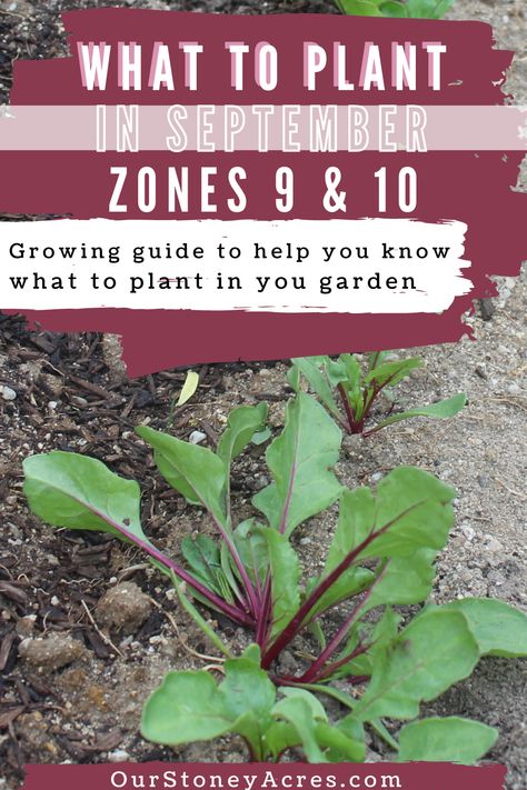 Fall Garden Zone 9, What To Plant In September In Zone 9, Zone 9 Fall Vegetable Garden, Zone 10 Planting Schedule, 10b Gardening, Zone 9 Planting Schedule, Vegetables To Plant In September, What To Plant In September, Louisiana Gardening