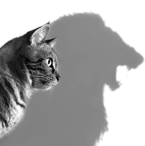 Researchers found that domestic cats have the same personality traits as African lions. Lion Shadow, African Drawings, Chat Design, Cat Shadow, Lion Cat, African Lion, Domestic Cat, A Lion, Niche Design