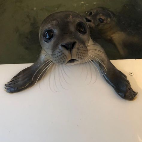 A Seal, Seals, Always Be, Water, On Instagram, Instagram