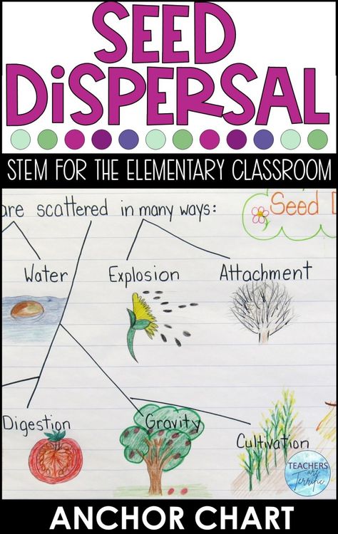 Exploding Seed Pod Experiment, Germination Of Seeds Project, Seed Dispersal, Plants Unit, Pinterest Video, Plant Projects, Science Activities For Kids, Quick Crafts, Plant Science