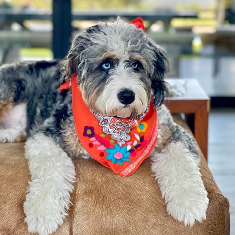 Our popular bandanas now embroidered. Each is 100% unique and embroidered by hand on two corners. 100% Cotton Dimensions: 20-22 inches x 20-22 inches square. Care: Cold water wash lay flat to dry. Hair Bandanas, Funny Trucker Hat, Painted Hats, Embroidered Napkins, Floral Hat, Pet Scarf, Painted Jeans, Wicker Bags, Fish In A Bag