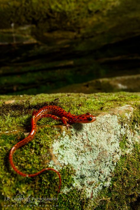 Cave Salamander, Amazing Frog, Cute Reptiles, J P, Pet Hacks, Reptiles And Amphibians, Animals Of The World, Animals Images, Animal Photo