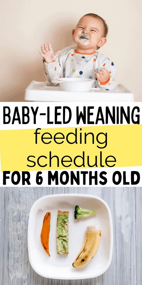 6 Month Old Baby-Led Weaning Meal Ideas & Feeding Schedule Blw Meal Plan 6 Months, 6 Month Meal Plan Baby, Blw Breakfast 6 Months, Six Months Baby Food, Baby Foods 6 Months, 6 Month Blw Meals, Baby Weaning Recipes 6 Months, First Foods For 6 Month Old, Weaning Recipes 6 Months