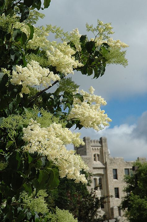 Japanese Lilac Tree, Japanese Lilac, Japanese Tree, Lilac Bushes, Lilac Tree, Hummingbird Flowers, Silk Tree, White Plants, Landscaping Supplies